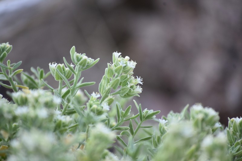 Narrowleaf Sandpaper Plant photo 7