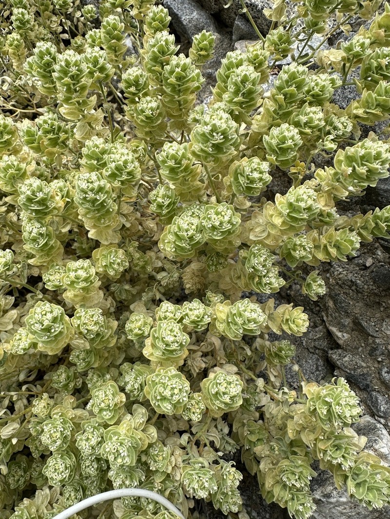 Narrowleaf Sandpaper Plant photo 8