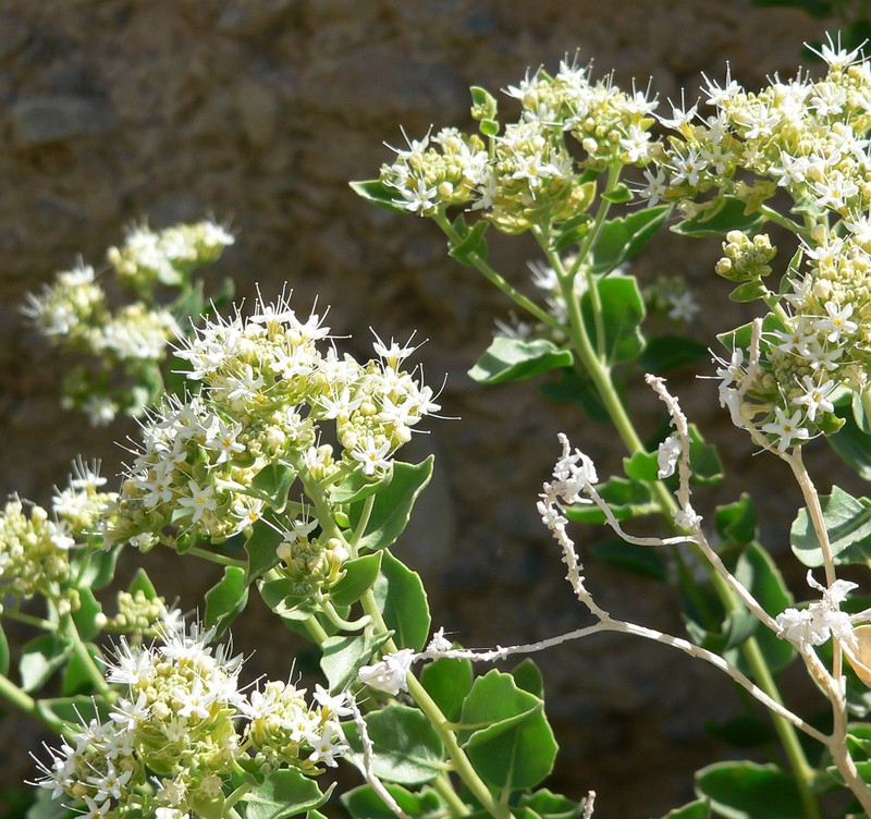 Shinyleaf Sandpaper Plant