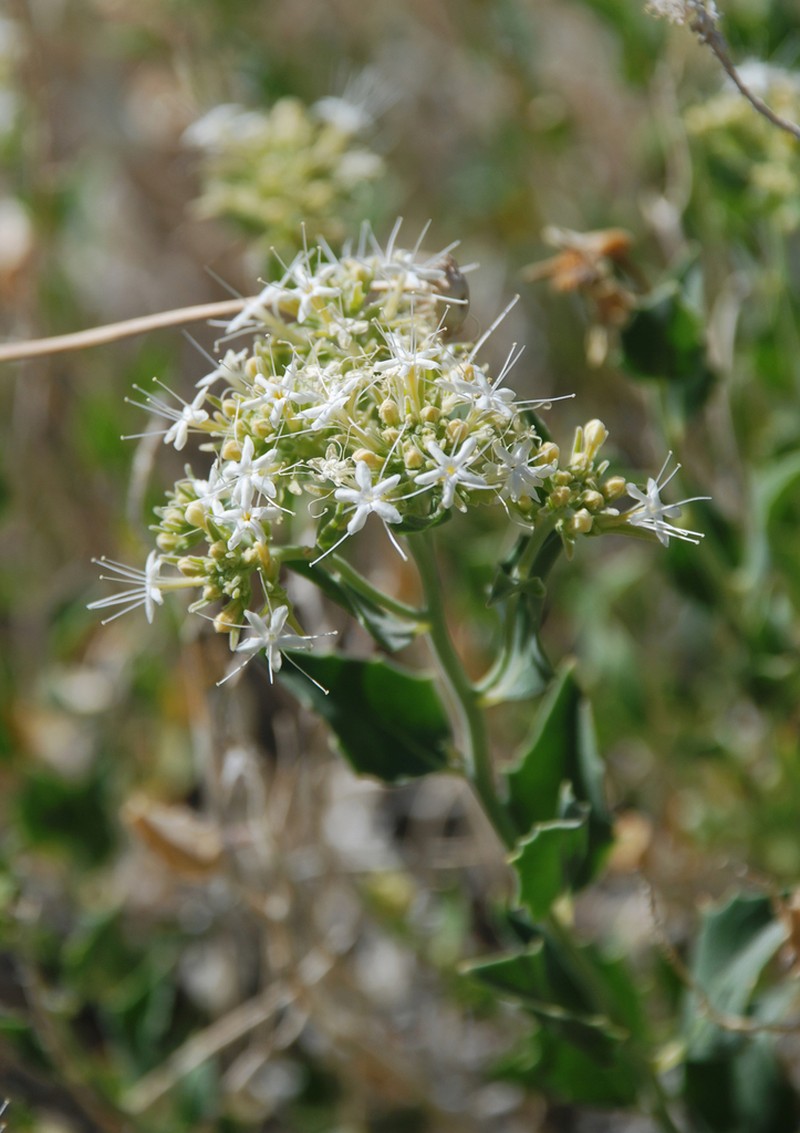 Shinyleaf Sandpaper Plant photo 3