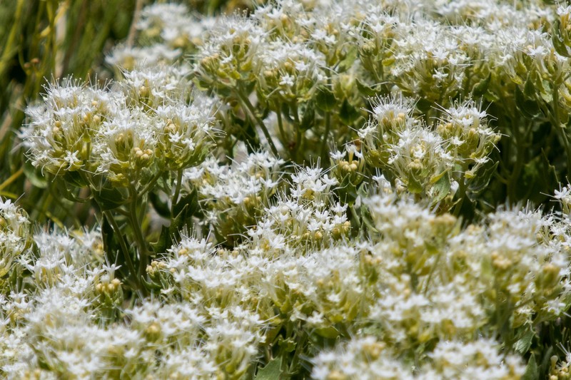 Shinyleaf Sandpaper Plant photo 7