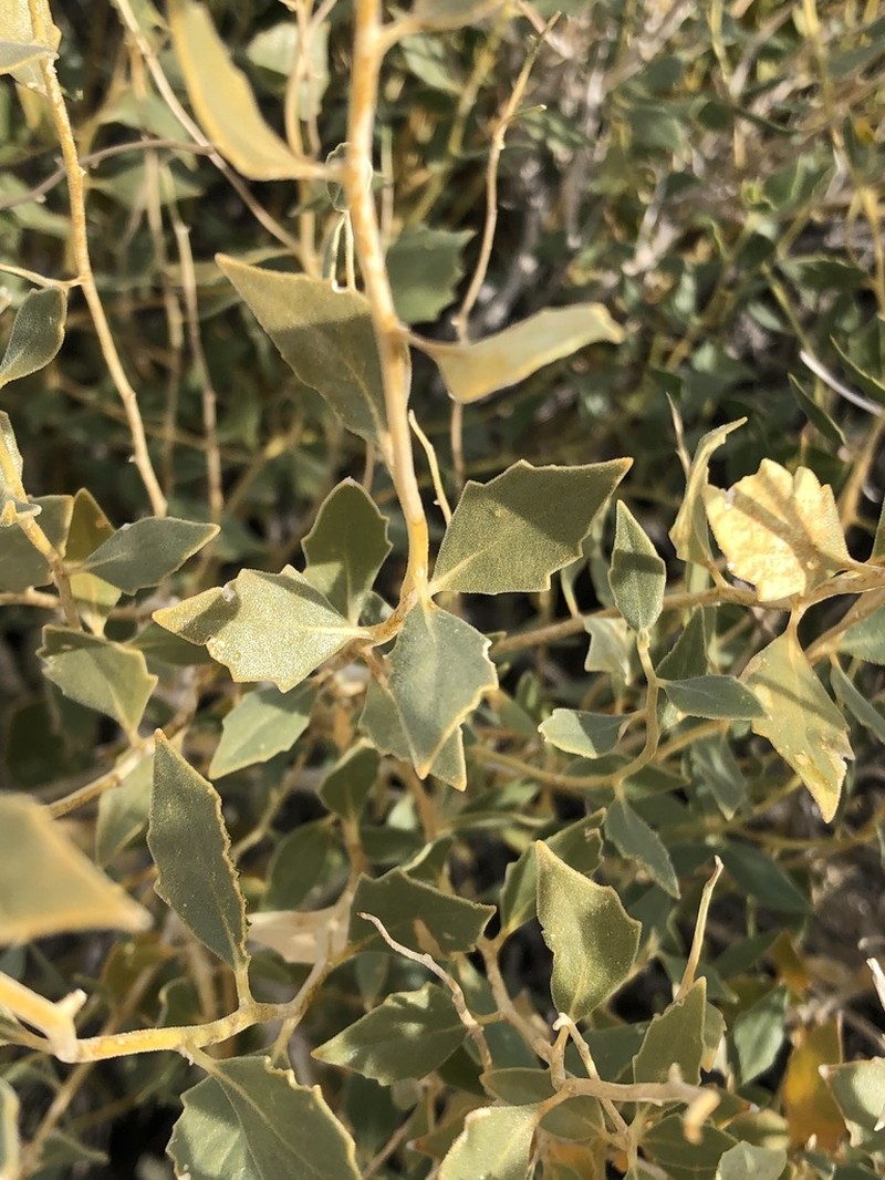 Shinyleaf Sandpaper Plant photo 8