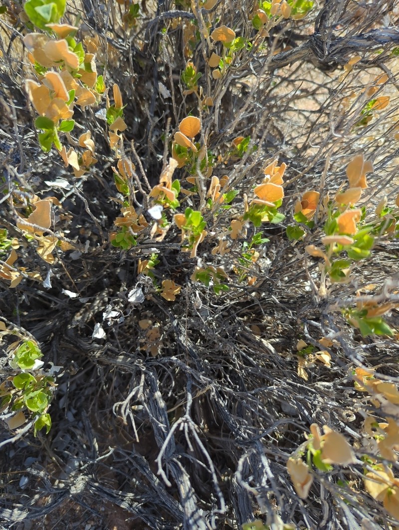 Parry's Sandpaper Plant photo 3