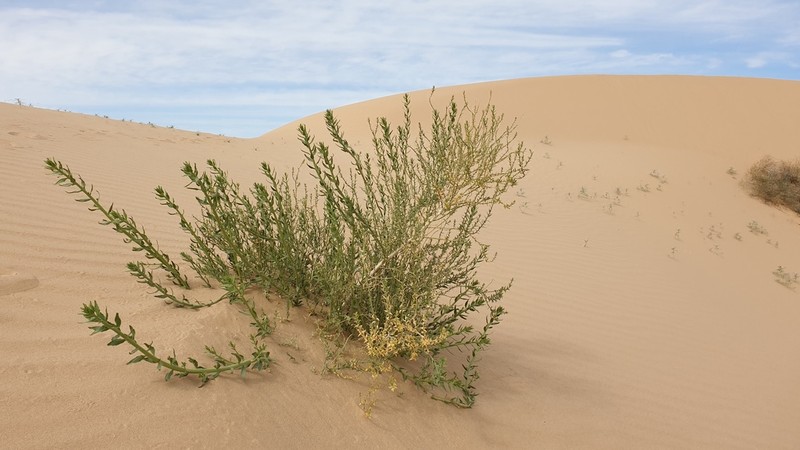 Thurber's Sandpaper Plant photo 6