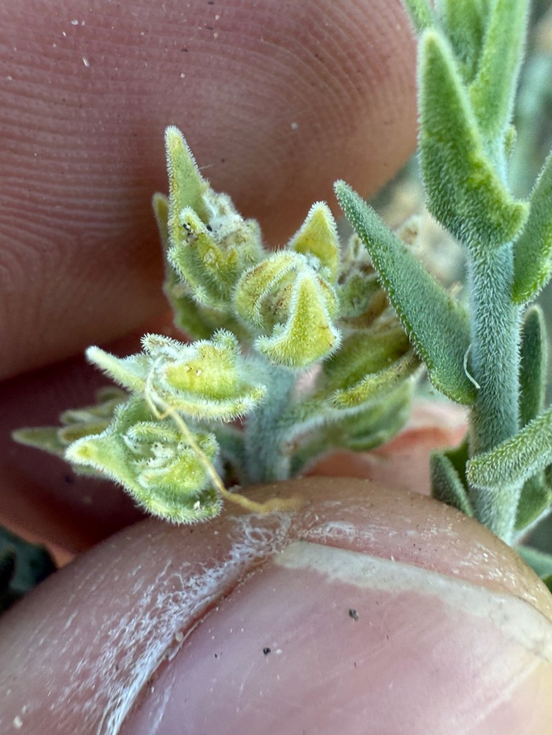 Thurber's Sandpaper Plant photo 8