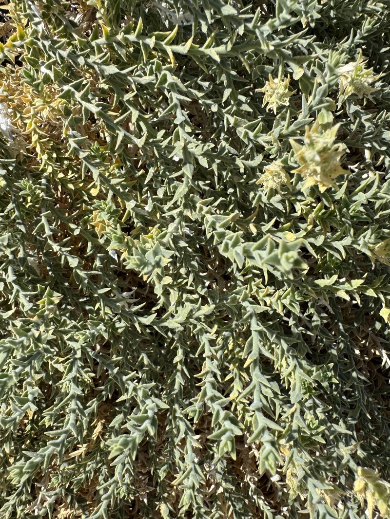 Petalonyx thurberi subsp. gilmanii photo 2