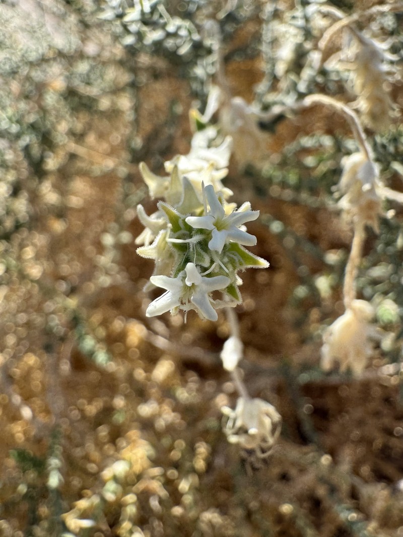 Petalonyx thurberi subsp. gilmanii photo 3
