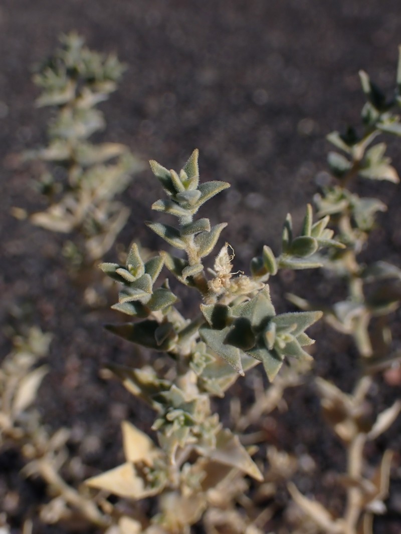 Petalonyx thurberi subsp. gilmanii photo 4