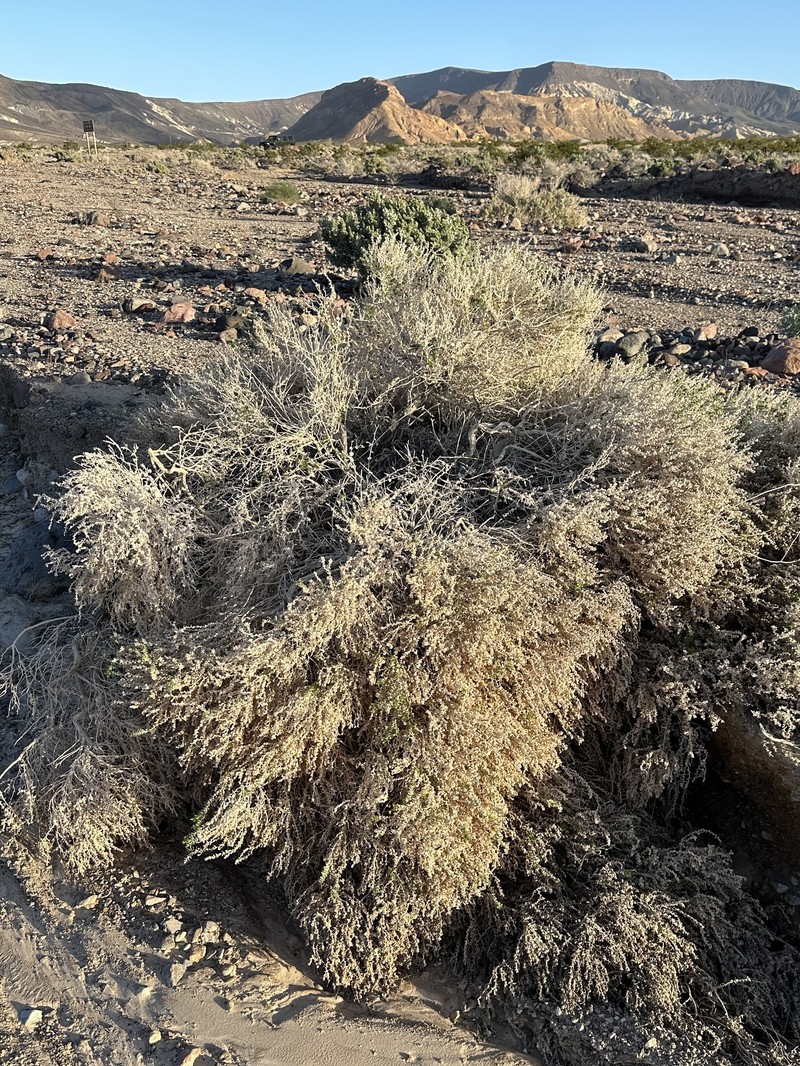 Petalonyx thurberi subsp. gilmanii photo 5