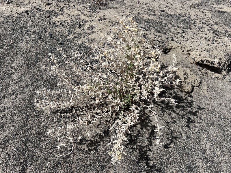 Petalonyx thurberi subsp. gilmanii photo 6