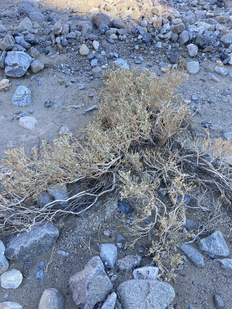 Petalonyx thurberi subsp. gilmanii photo 7