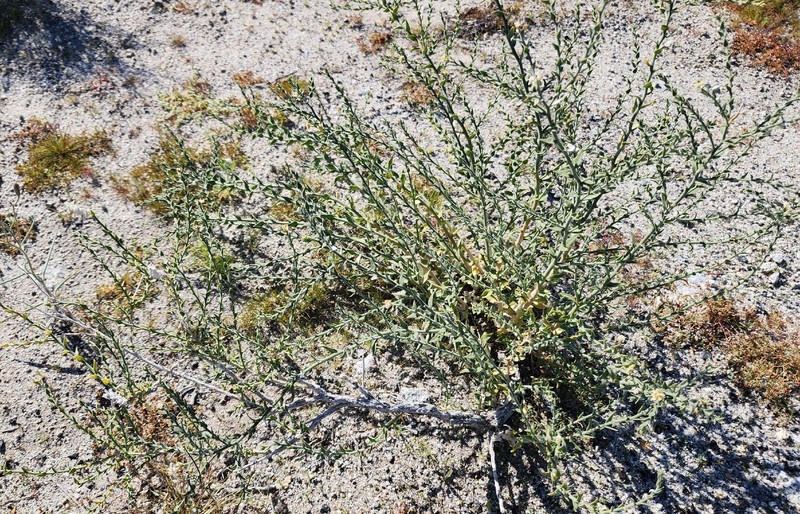 Petalonyx thurberi subsp. thurberi