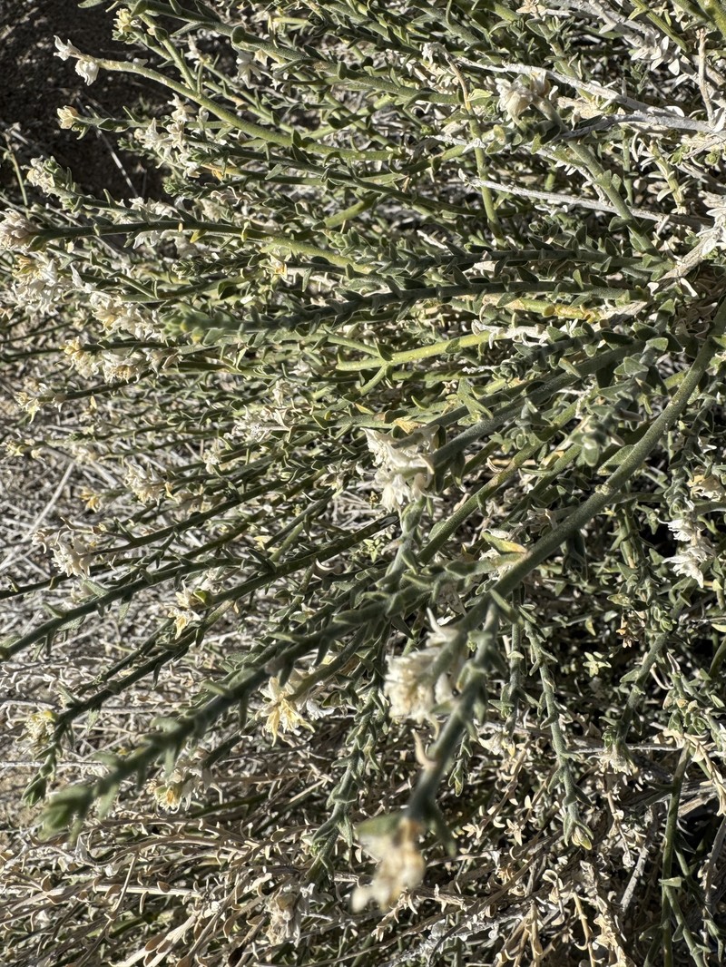 Petalonyx thurberi subsp. thurberi photo 2