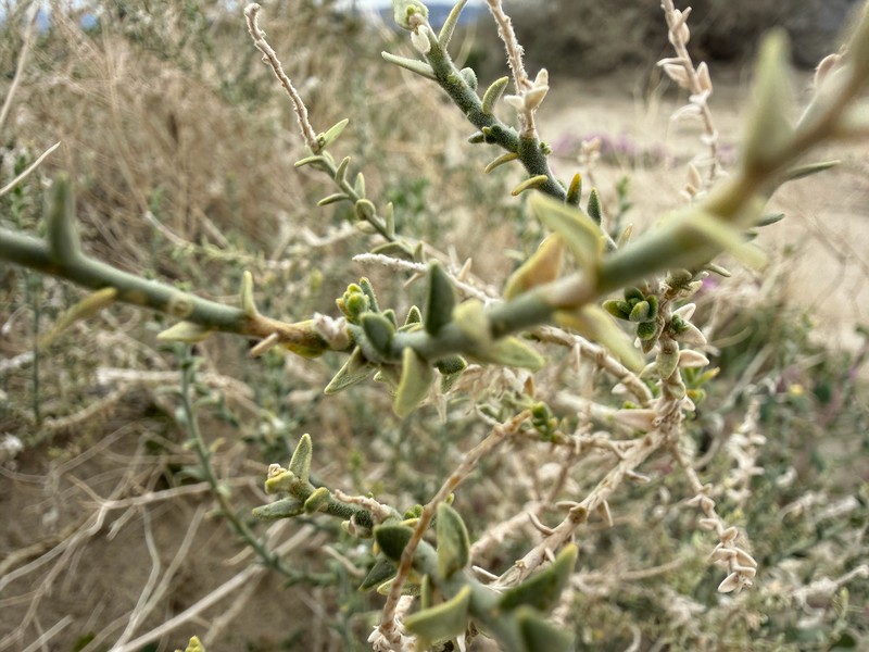 Petalonyx thurberi subsp. thurberi photo 3