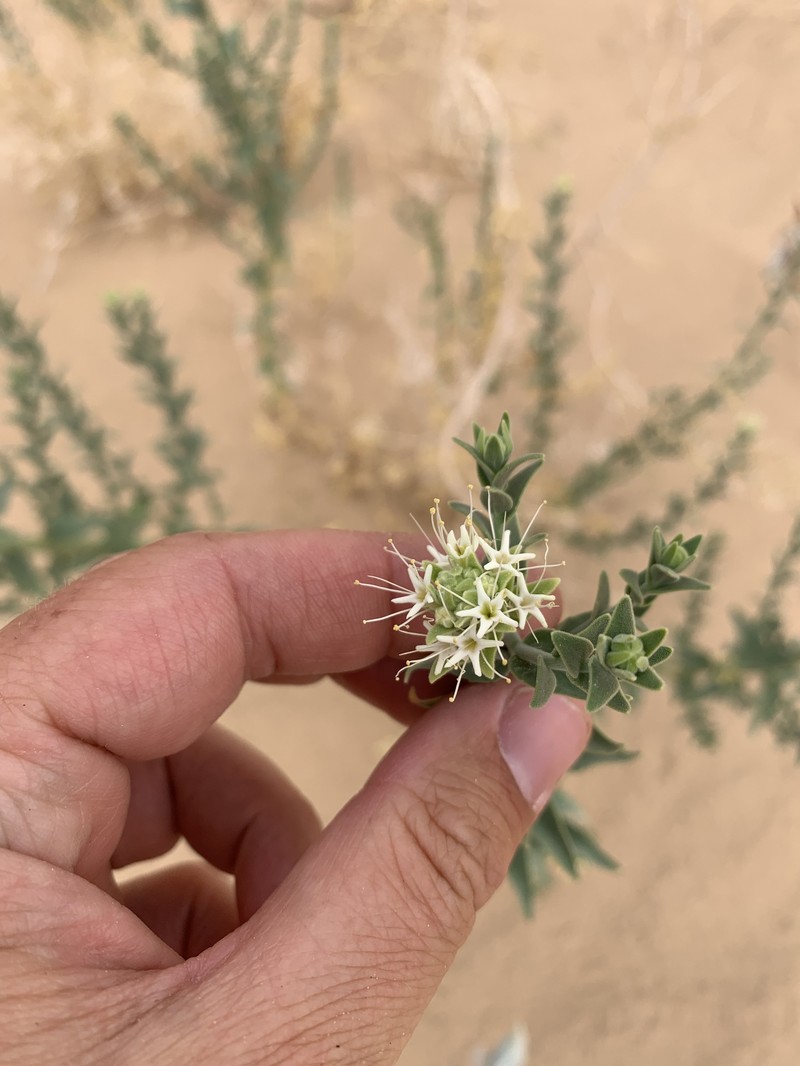 Petalonyx thurberi subsp. thurberi photo 5