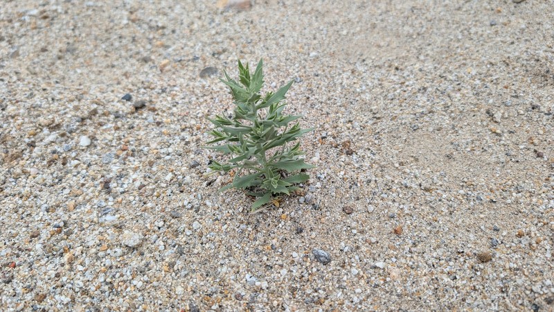 Petalonyx thurberi subsp. thurberi photo 6