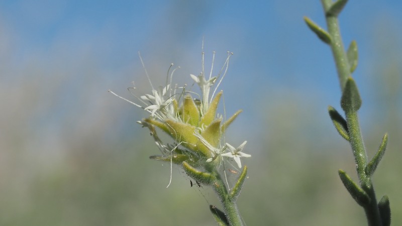 Petalonyx thurberi subsp. thurberi photo 7
