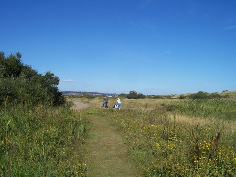 Petalophyllum ralfsii