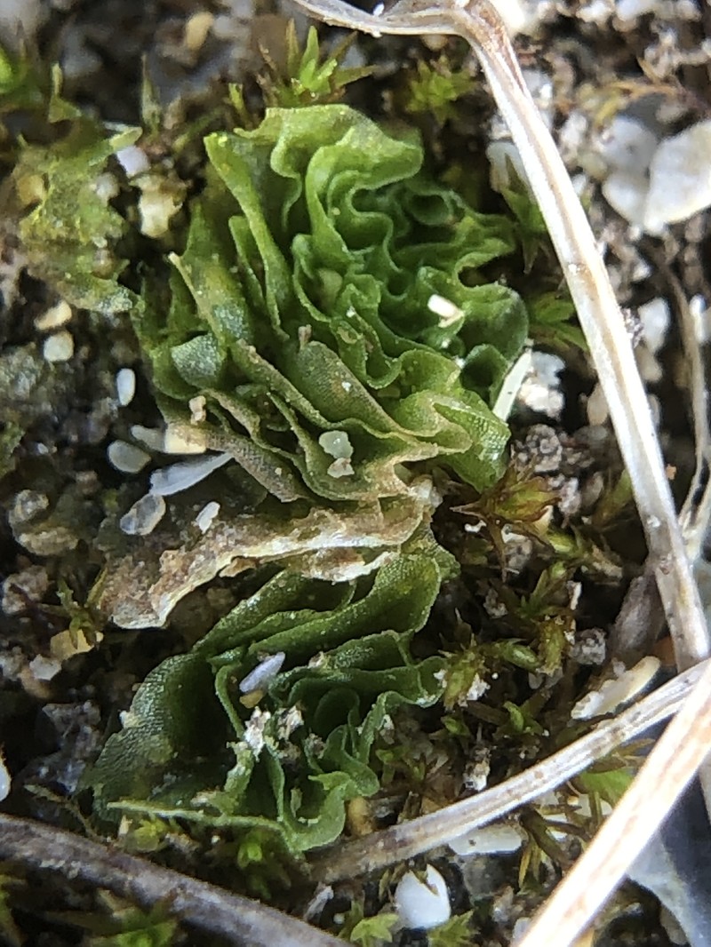 Petalophyllum ralfsii