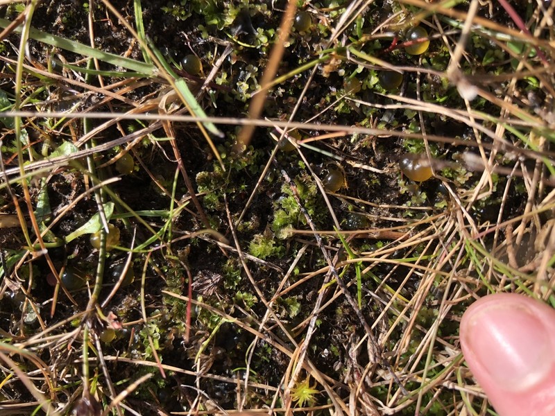Petalophyllum ralfsii photo 2