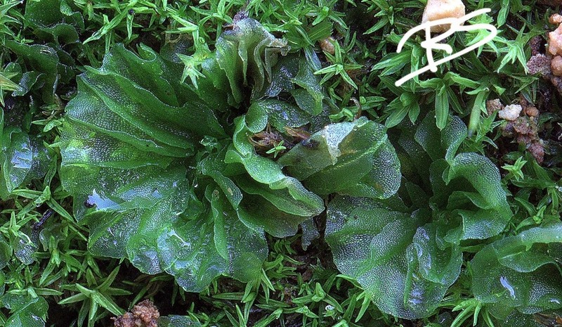 Petalophyllum ralfsii photo 3