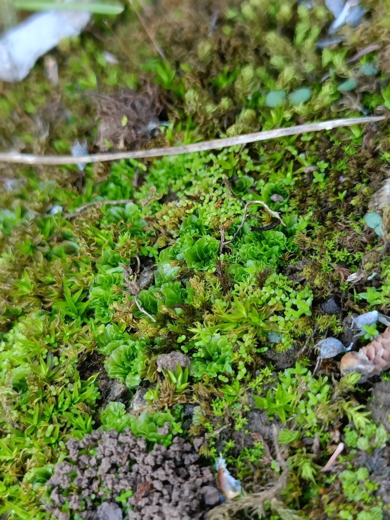 Petalophyllum ralfsii photo 5