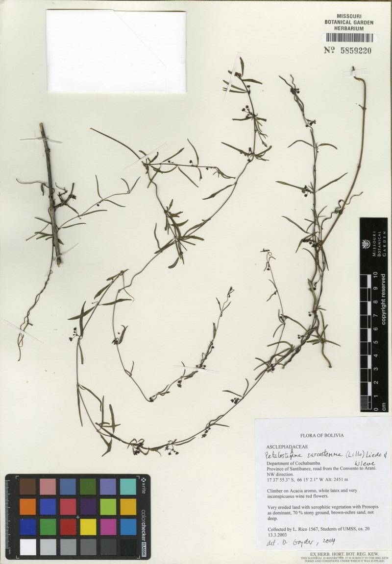 Petalostelma andinum