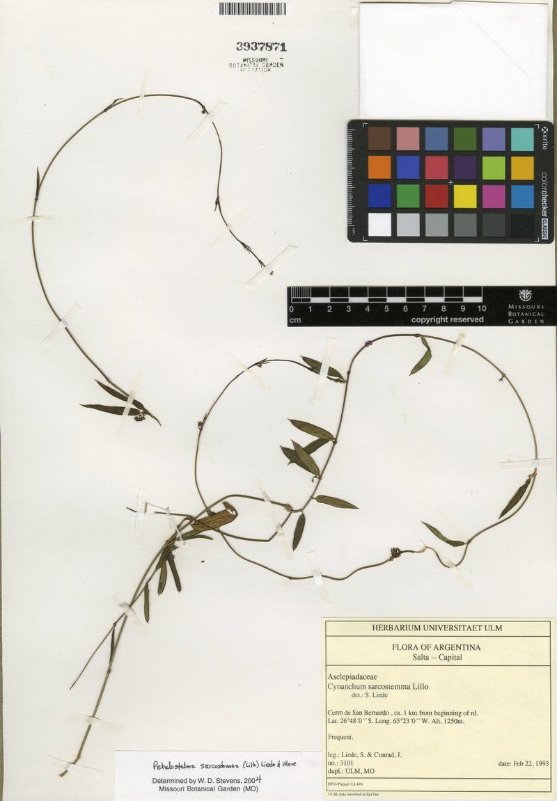 Petalostelma andinum photo 2