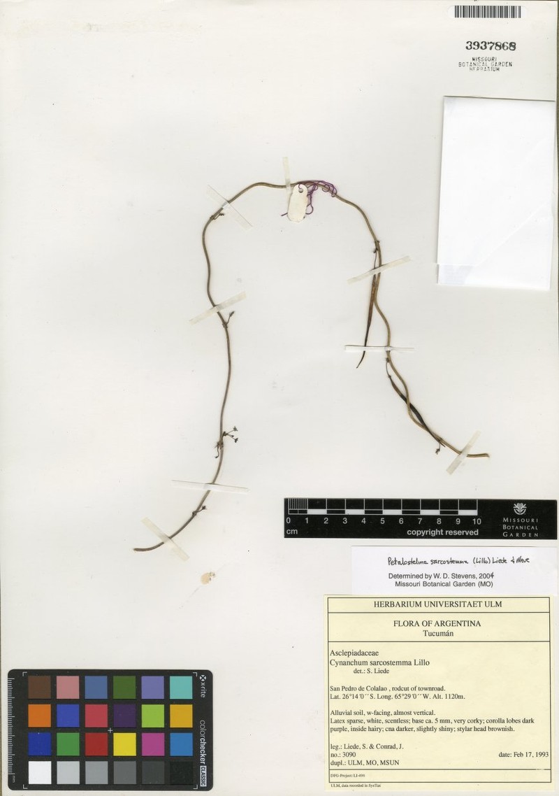 Petalostelma andinum photo 3