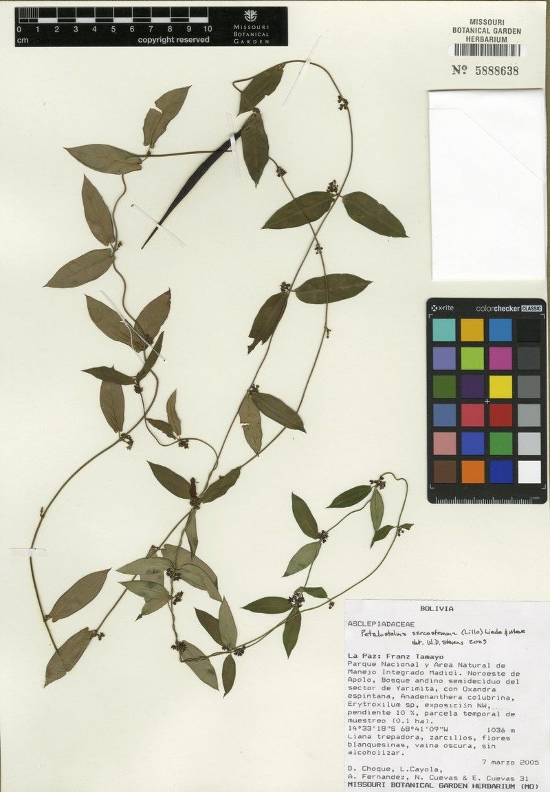 Petalostelma auriculatum