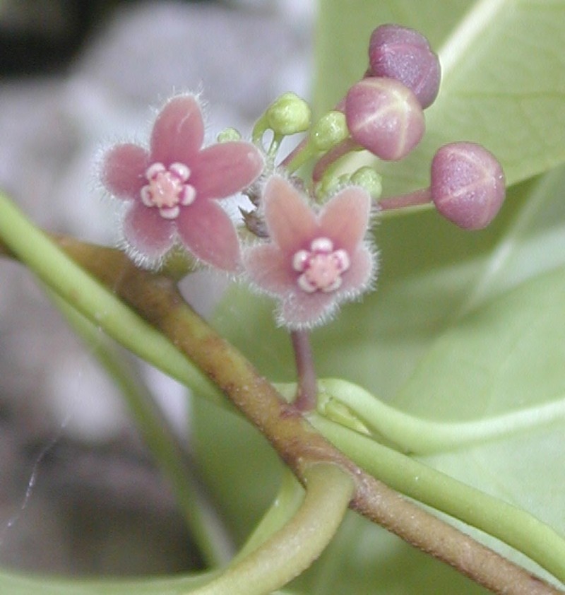 Petalostelma auriculatum photo 2