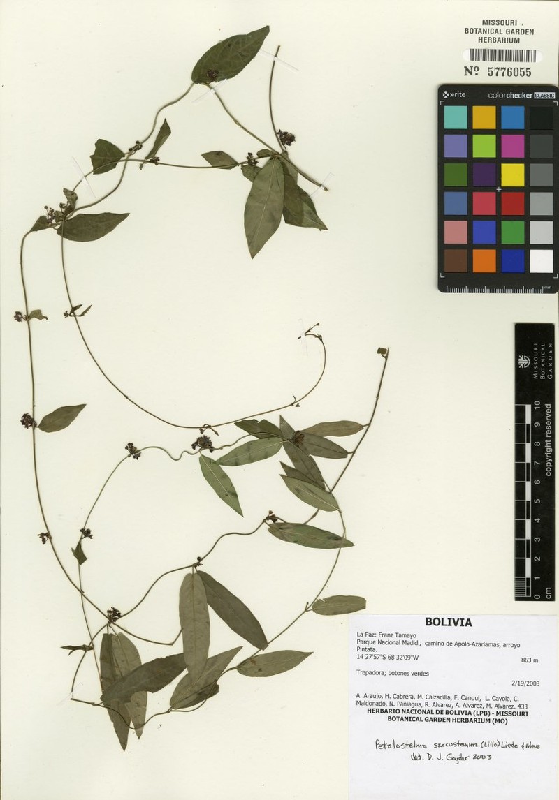 Petalostelma auriculatum photo 3