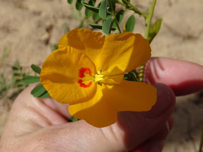 Petalostylis cassioides