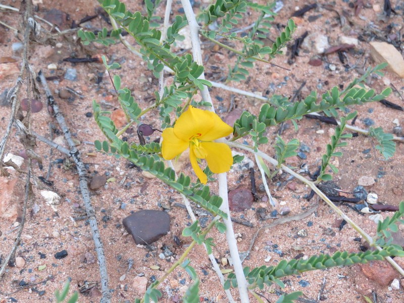 Petalostylis cassioides photo 3