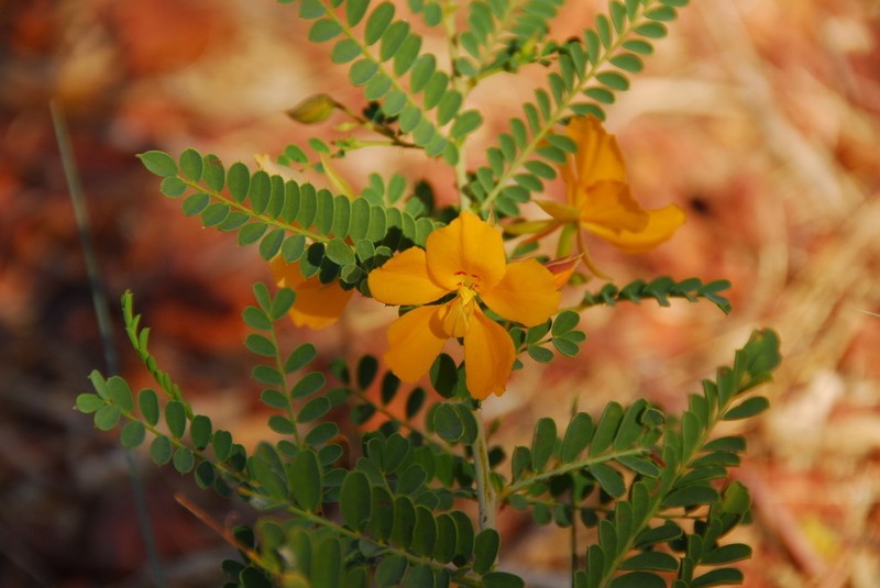 Petalostylis cassioides photo 6
