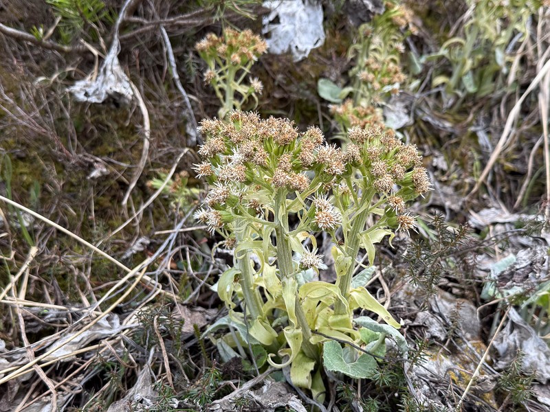 Petasites × lorenzianus