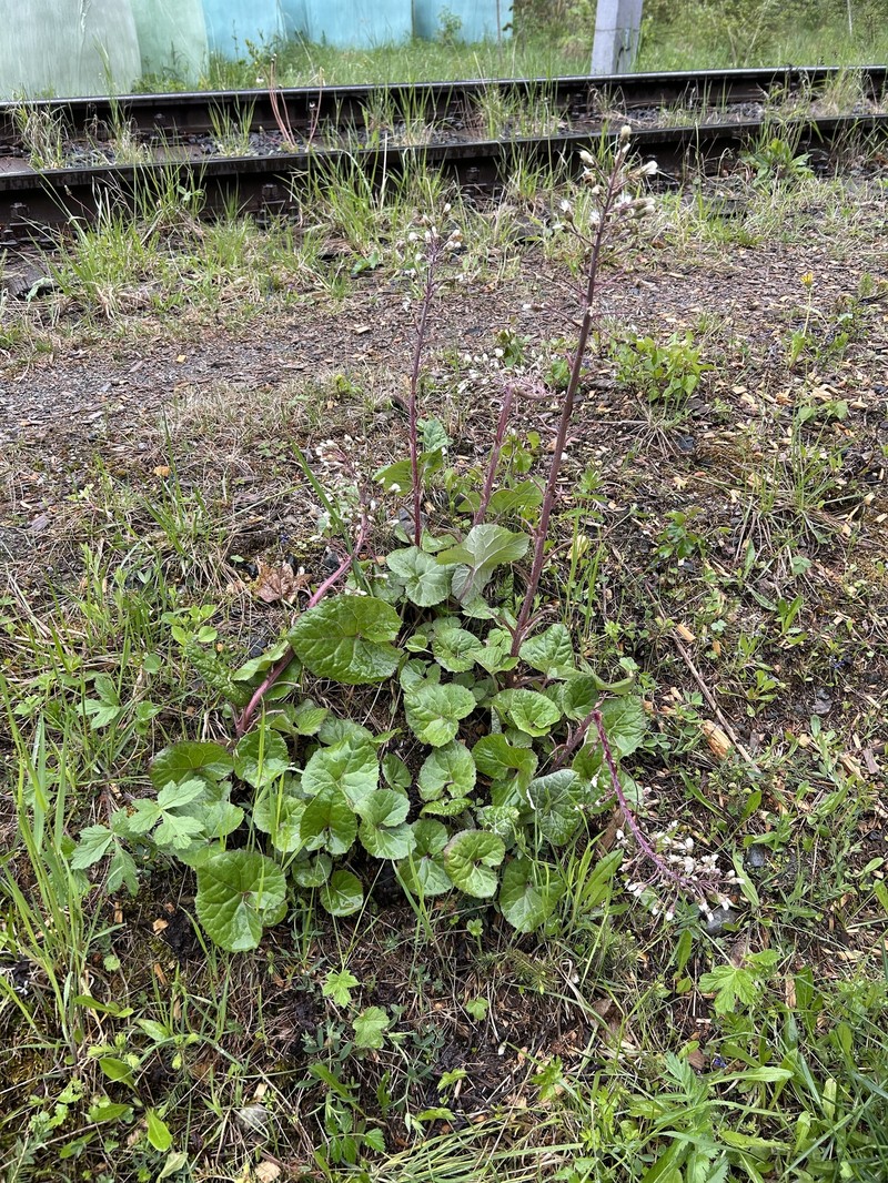 Petasites × lorenzianus photo 2
