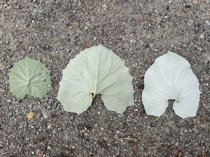 Petasites × lorenzianus photo 3