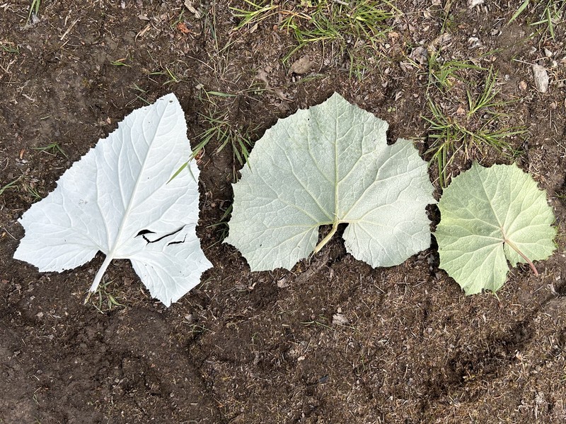 Petasites × lorenzianus photo 4
