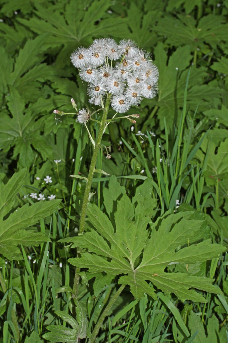 Arctic Sweet Coltsfoot photo 5