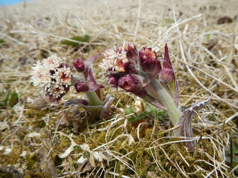 Arctic Sweet Coltsfoot photo 3