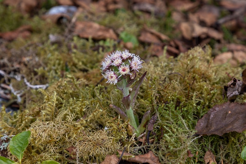 Arctic Sweet Coltsfoot photo 5