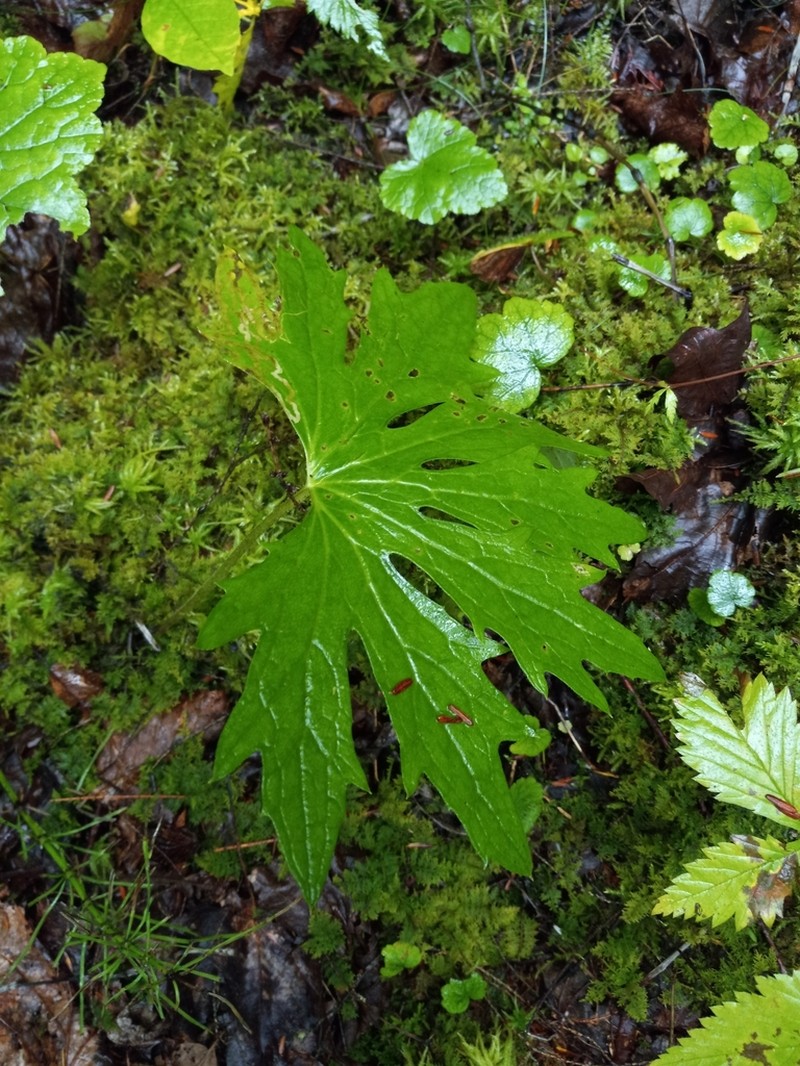 Arctic Sweet Coltsfoot photo 6