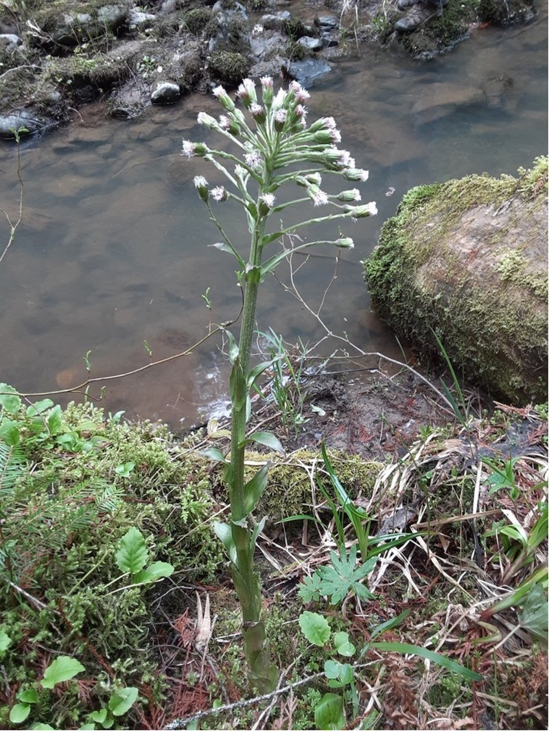 Arctic Sweet Coltsfoot photo 7