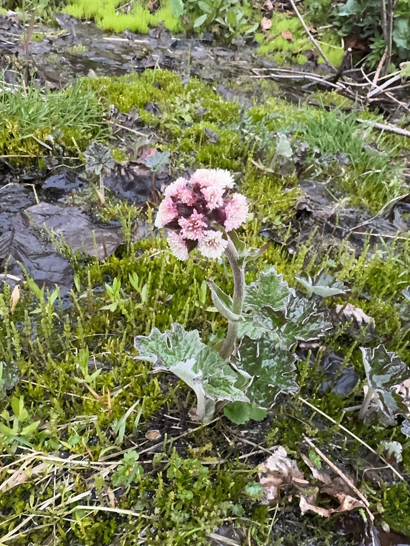 Petasites frigidus var. frigidus