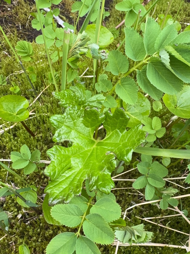 Petasites frigidus var. frigidus photo 2