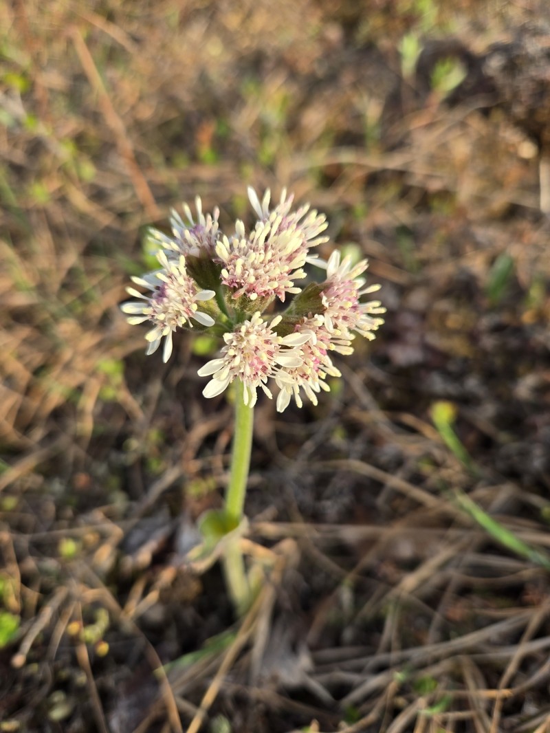 Petasites frigidus var. frigidus photo 3