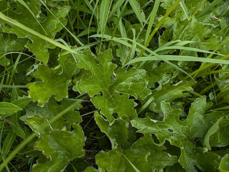 Petasites frigidus var. frigidus photo 4