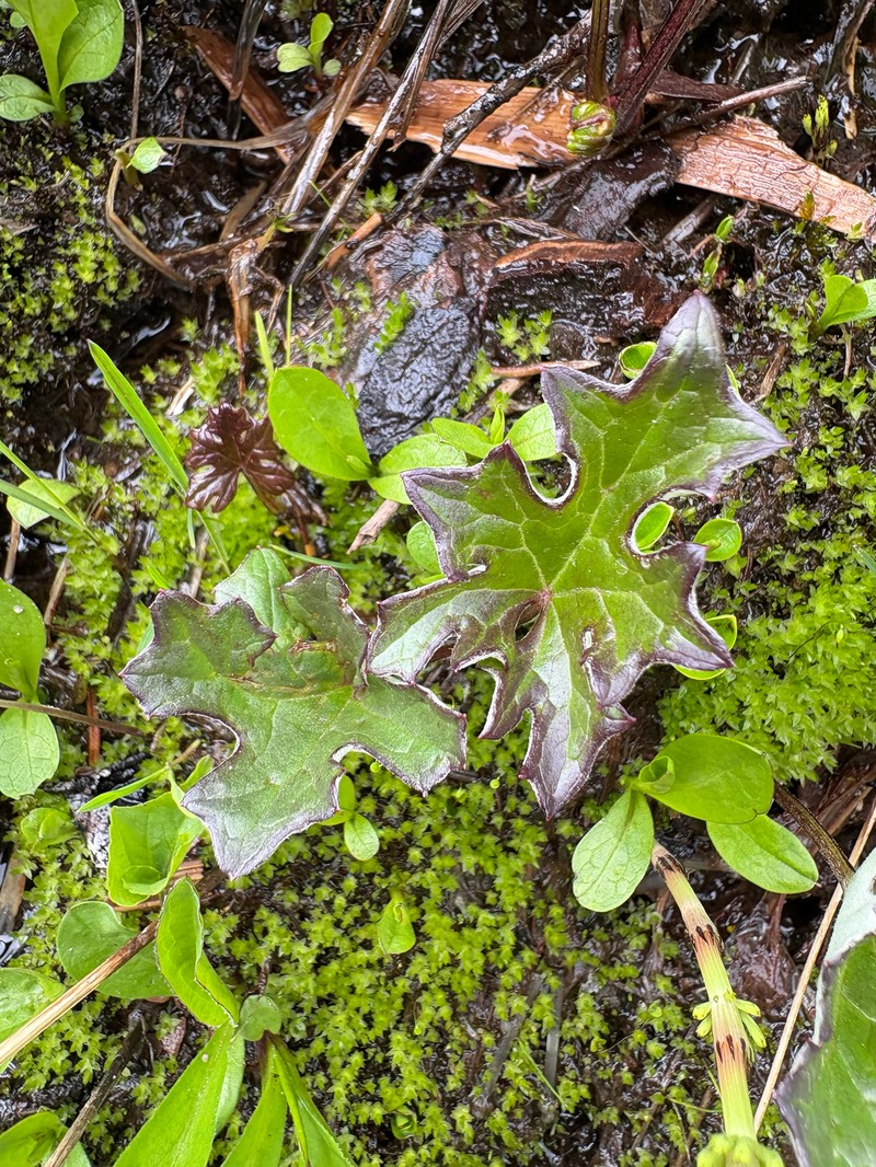 Petasites frigidus var. frigidus photo 5