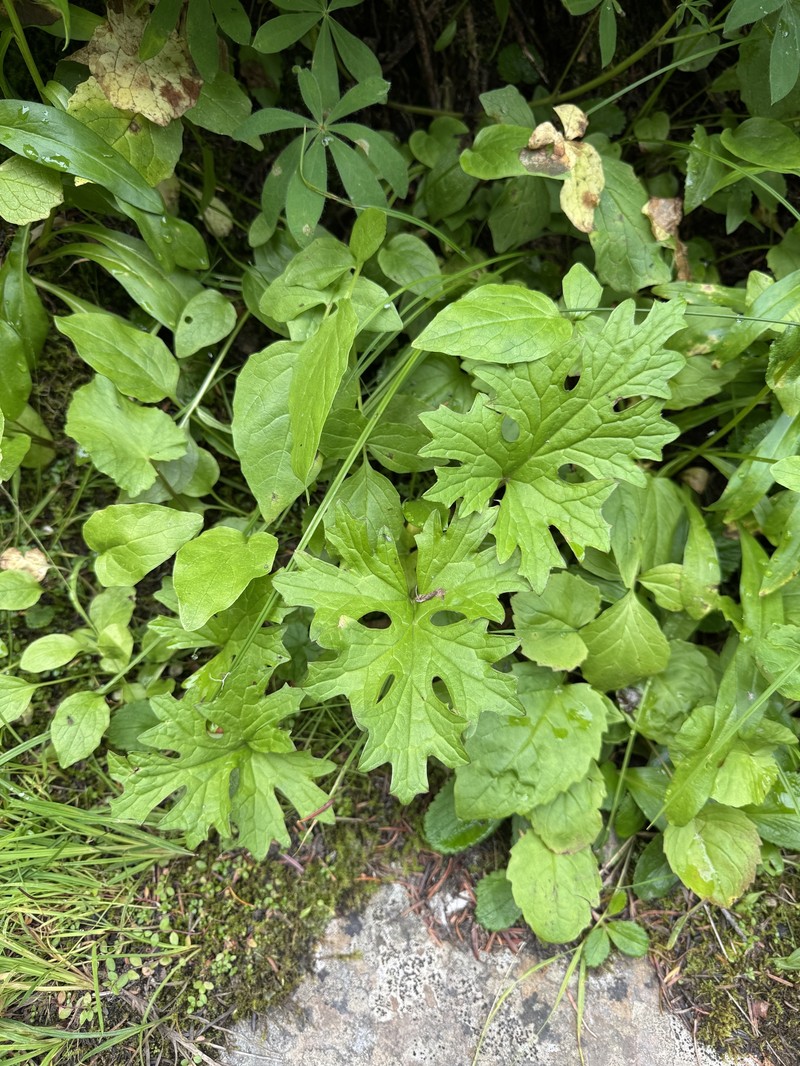 Petasites frigidus var. frigidus photo 6